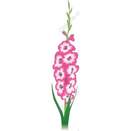 Pink Gladiolus