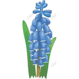 Blue Muscari Flower