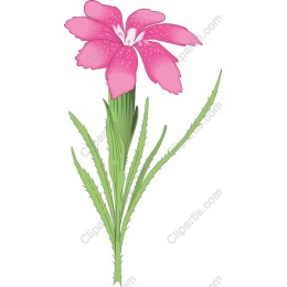 Pink Flower
