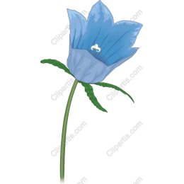 Bluebell Flower