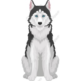 Siberian Husky