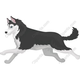 Majestic Siberian Husky
