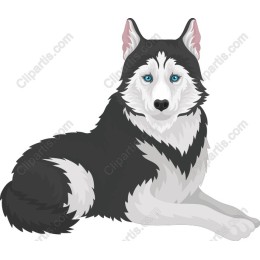 Siberian Husky