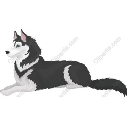 Siberian Husky