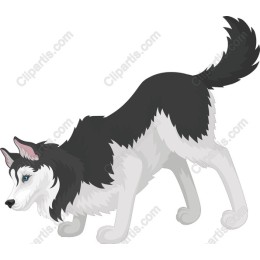 Black and White Dog