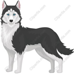 Siberian Husky