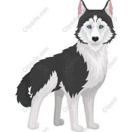 Siberian Husky