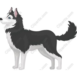 Siberian Husky