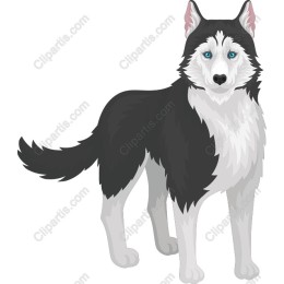 Siberian Husky - Black and White