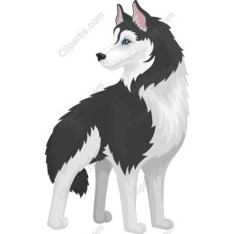 Majestic Siberian Husky