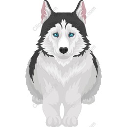 Siberian Husky