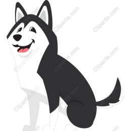 Playful Happy Husky