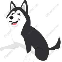Playful Husky Dog