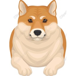 Charming Shiba Inu