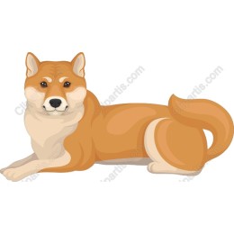 Shiba Inu