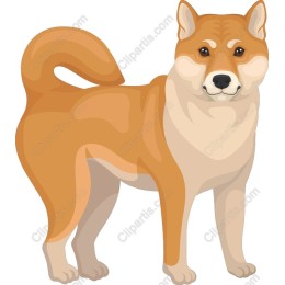 Charming Shiba Inu