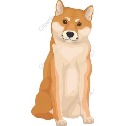 Charming Shiba Inu