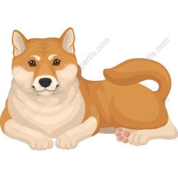 Charming Shiba Inu