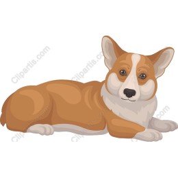 Charming Corgi