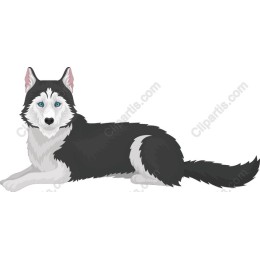 Siberian Husky work