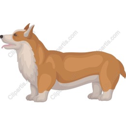 Adorable Corgi