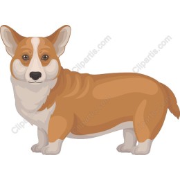 Charming Corgi