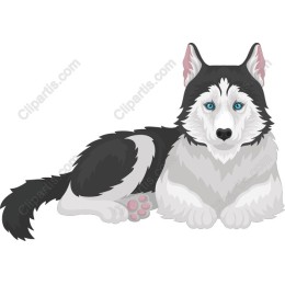 Siberian Husky