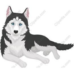 Siberian Husky