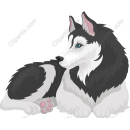 Siberian Husky - Black and White