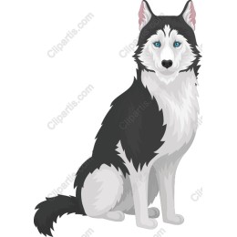 Majestic Siberian Husky