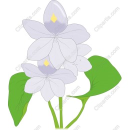 Delicate White Flower