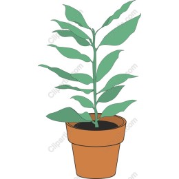 Terracotta Pot Plant
