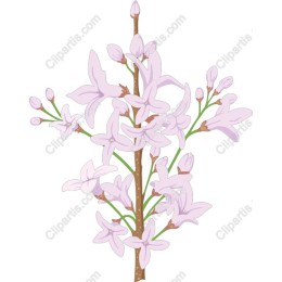 Lilac Blossom