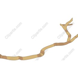Bamboo Branch