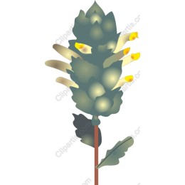 Elegant Floral Plant
