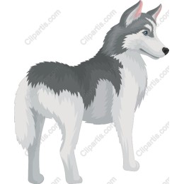 Majestic Husky