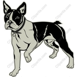 Elegant Boston Terrier