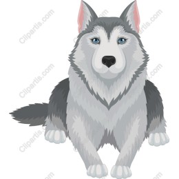 Majestic Siberian Husky
