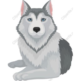 Siberian Husky