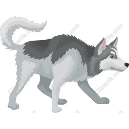 Siberian Husky Walking