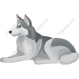 Siberian Husky