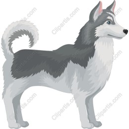 Siberian Husky