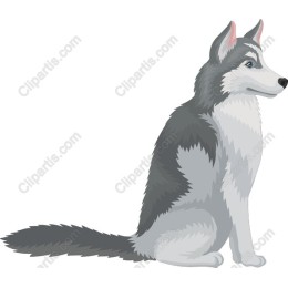 Siberian Husky