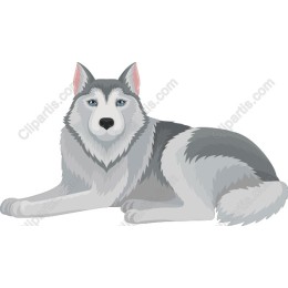 Majestic Siberian Husky