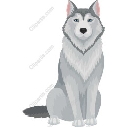 Siberian Husky