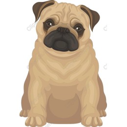 Charming Pug