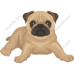 Charming Pug