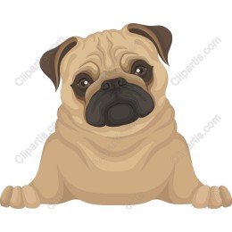 Charming Pug