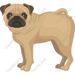 Pug