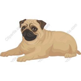 Charming Pug